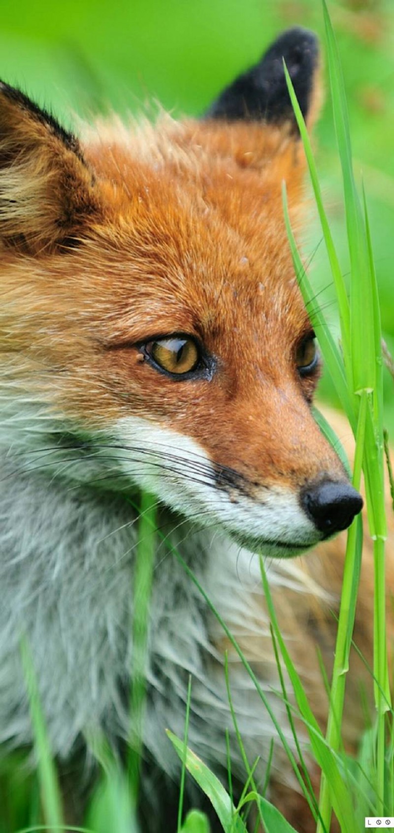 download Animal vulpe