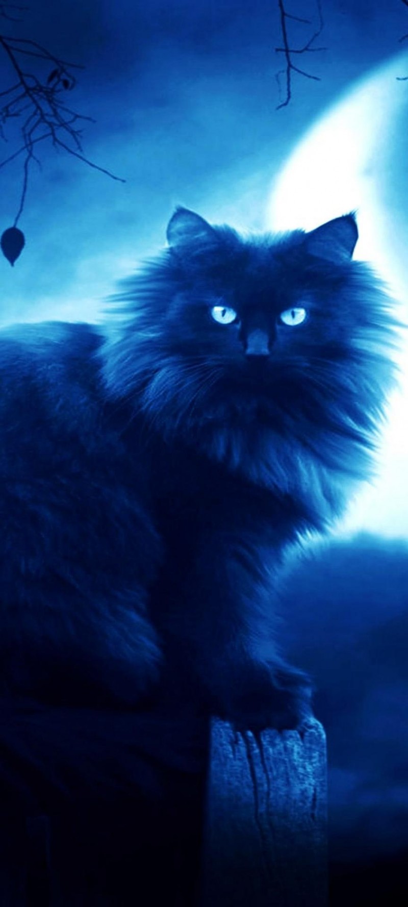 download Cat (1).jpg