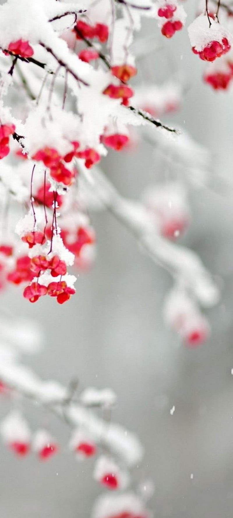 download Winter (1).jpg