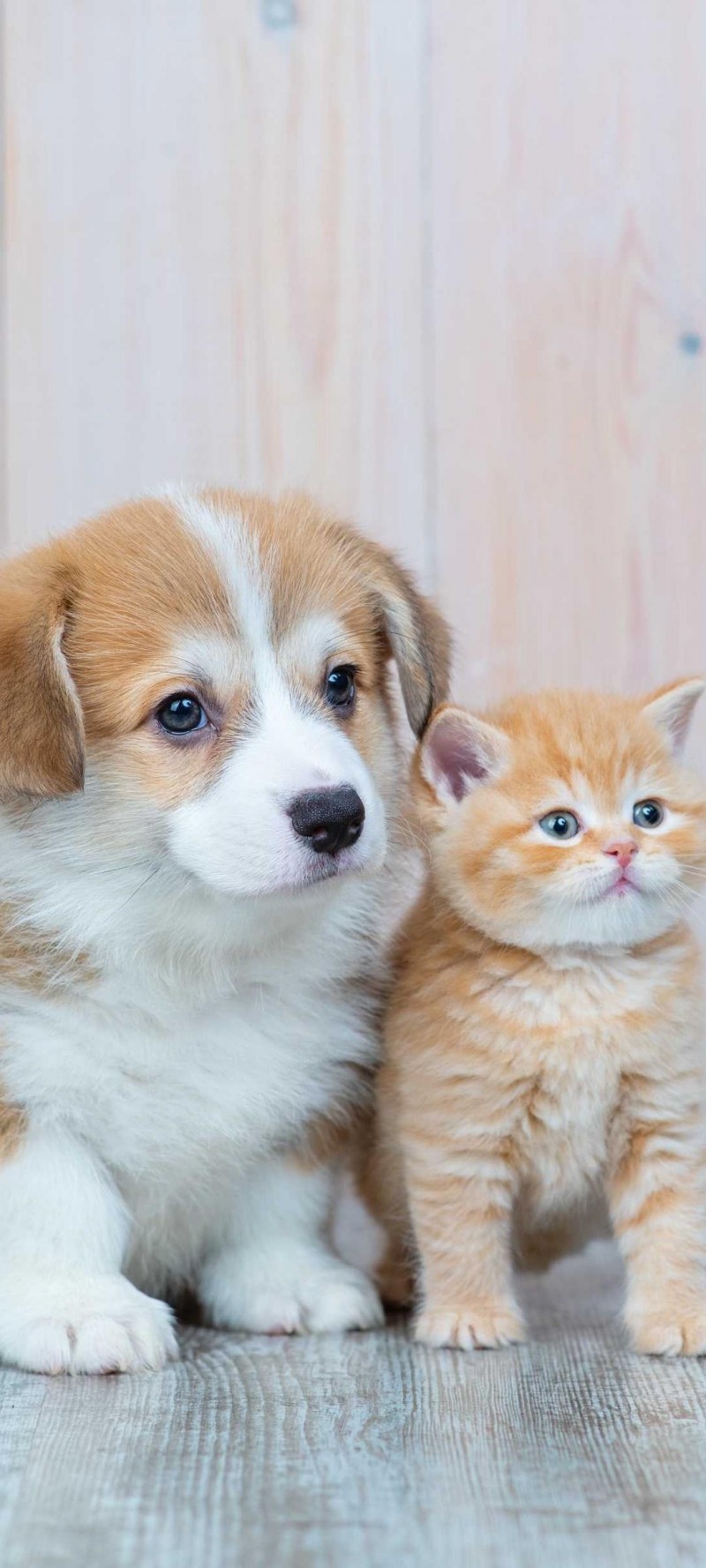 download Dog and cat.jpg
