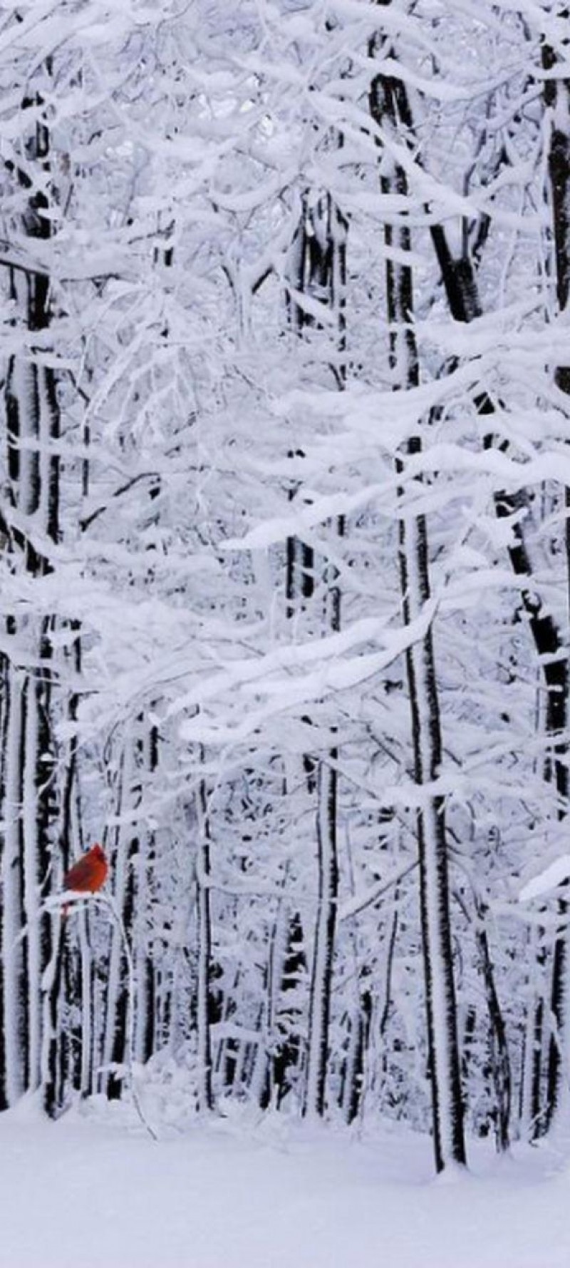 download Winter bird.jpg