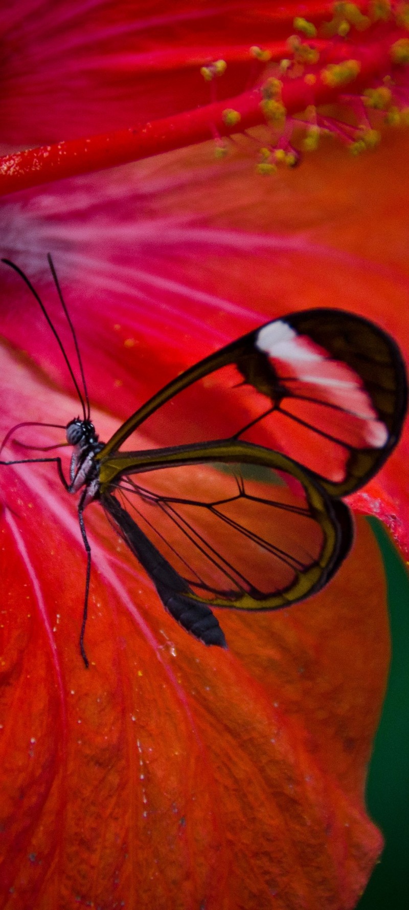 download Poze fluturasi.jpg