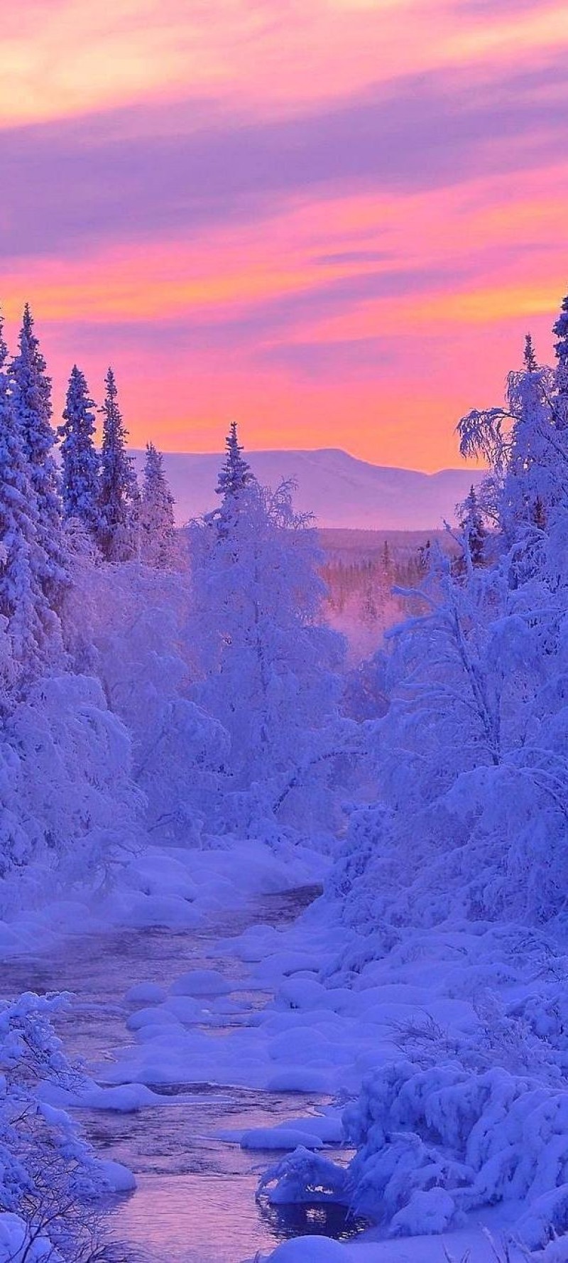 download Winter forest.jpg