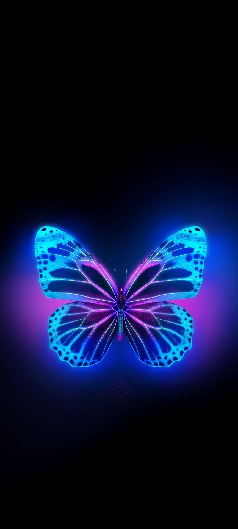 download Poze fluturi albastri.jpg